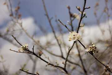 branch of blossoming cherry against blue sky. Spring blossom. Cherry blossom close-up