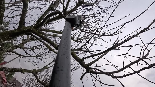 pov telescopic lopper cutting tree branches in winter