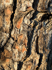 Tree detail in the nature.