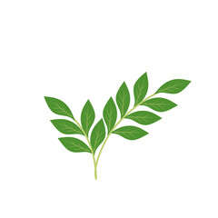 Illustration of a branching green leaf 