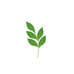 Illustration of a branching green leaf 
