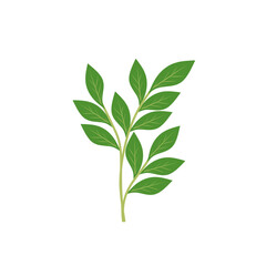 Illustration of a branching green leaf 