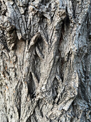 Tree detail in the nature.