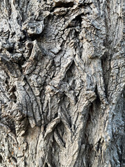 Tree detail in the nature.