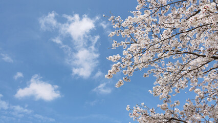 空と桜
