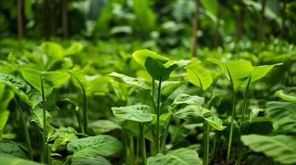 Close-up of Young Green Plants Growing / 成長する若い緑の植物のクローズアップ