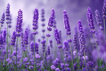 Fototapeta premium Refreshing Lavender Backdrop Design for a Calm and Serene Atmosphere