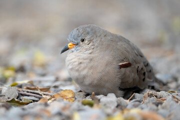 Croaking ground dove, Columbina cruziana in Peru