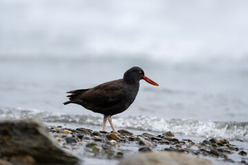 Blackish oystercatcher at the water, Haematopus ater in Argentina