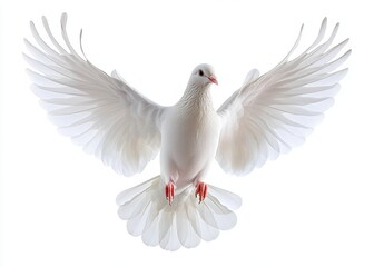 Obraz premium Majestic white dove in flight with outstretched wings, symbolizing peace and freedom, captured against a bright white background for elegance and serenity.