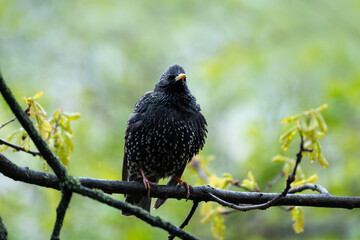 starling, bird on a tree, Sturnus vulgaris