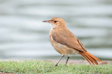 Rufous hornero stands at the water, Furnarius rufus in Argentina