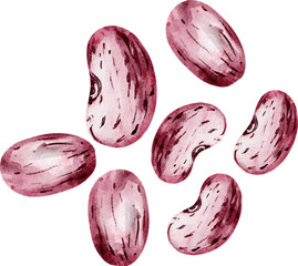 Watercolor Illustration of Pinto Beans