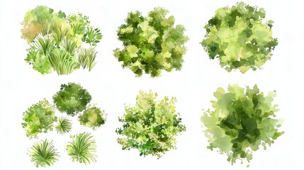 Obraz premium A beautifully arranged collection of six hand painted top view plants