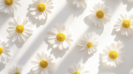 Fototapeta premium White Daisies with Sunlight Shadows Pattern