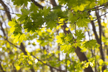 Young green maple leaves on a sunny spring day