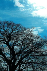 雲と青空と大木の隙間から差し込む朝日