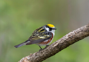 Chestnut-sided Warbler (Setophaga pensylvanica), breed in eastern North America and in southern Canada westwards to the Canadian Prairies.  the Great Lakes region and in the eastern United States