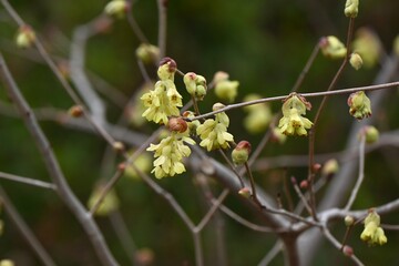 Spike winter hazel (Corylopsis spicata) flowers. Hamamelidaceae deciduous shrub native to Japan. Yellow flowers bloom from March to April.