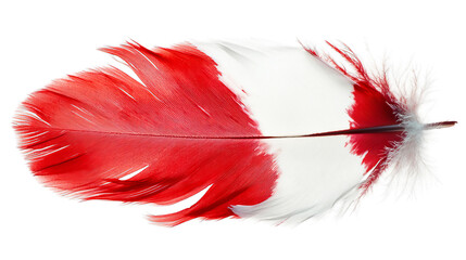 Png of A vibrant red and white feather showcasing intricate details and a soft texture on transparent background.