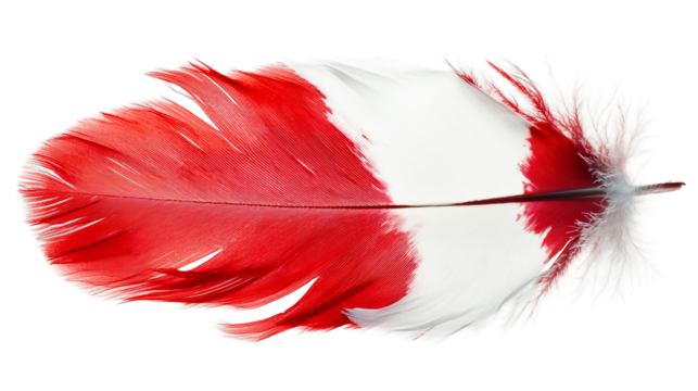 Png of A vibrant red and white feather showcasing intricate details and a soft texture on transparent background.