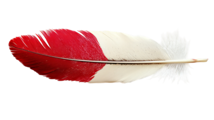 Png of A vibrant red and white feather showcasing intricate textures and colors on transparent background.