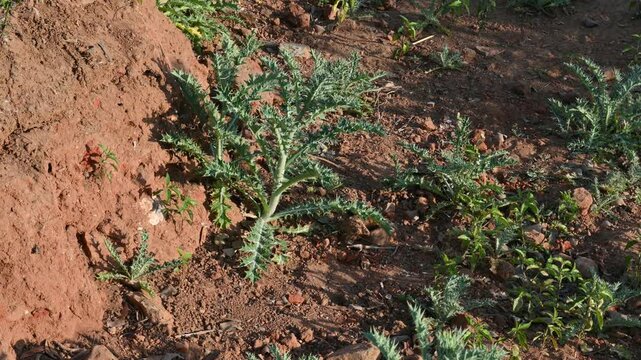 Argemone mexicana plant. Its other names&nbsp;Mexican poppy, &nbsp;Mexican prickly poppy,&nbsp;flowering thistle, &nbsp;cardo, and&nbsp;cardosantois. This a species of&nbsp;poppy. It is also referred to as kateli ka phool in India