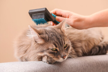 Woman brushing her cat on bench against beige background, closeup