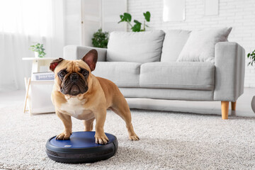 Cute french bulldog standing on robot vacuum cleaner at home