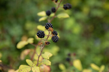 Blackberries in the wild on a branch. Blackberries on a branch close-up