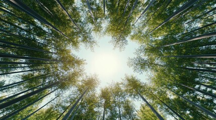 Sunlit Bamboo Forest Canopy, Japan, Serenity