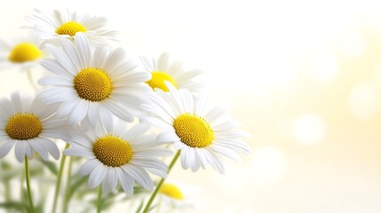 Naklejka premium Daisies growing in garden with bokeh background
