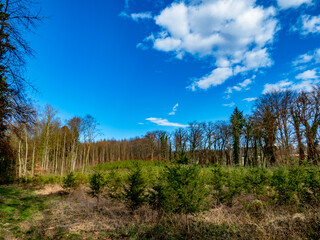 Wiederaufforstung mit jungen Nadelbäumen im Mischwald