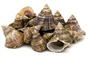 Pile of seashells. Various conical, spiral-shaped shells, layered and overlapping, display a mix of brown, beige, and purple hues.