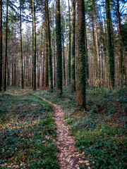 Obraz premium Pfad durch den Wald