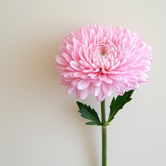 Pale Pink Chrysanthemum Blossom Close Up