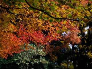 紅葉するモミジ