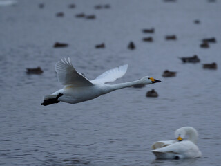 低空飛行する白鳥
