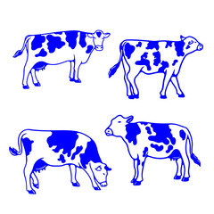 illustration hand draw cow collection on white background