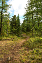 A tourist trail like an alley goes deep into a dense coniferous forest on a sunny autumn day.