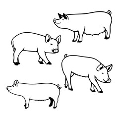 illustration hand draw pig on white background