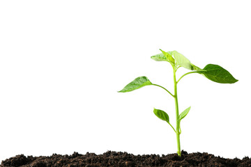 Earth Day, sprout on white background, space for text