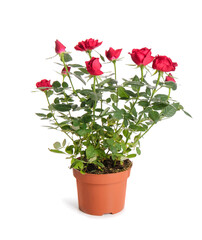 Beautiful red rose in pot on white background