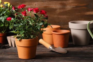 Beautiful red rose in pot and gardening supplies on table against wooden background. Closeup