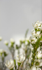 Wax flower with white background and white flowers	
