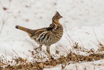 grouse in snow