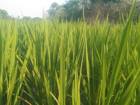 Village pady fields 