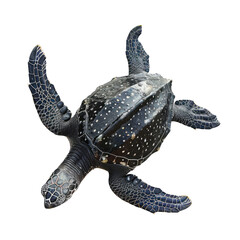 Fototapeta premium Leatherback Sea Turtle Isolated On Transparent 