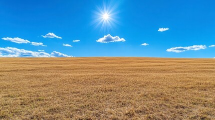 Obraz premium Vast Golden Field Under Bright Blue Sky with Shining Sunlight