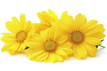 Naklejka premium Bright yellow flowers, close-up, against white background. Several blossoms arranged in a loose cluster. Distinct petals and centers